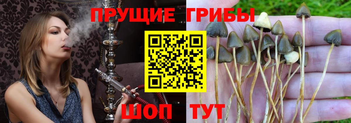 Псилоцибиновые грибы мицелий Миасс